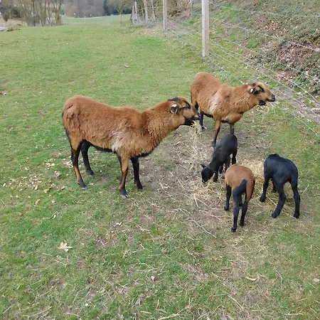 Apartament Ferienbauernhof Familie Stratmann Eslohe