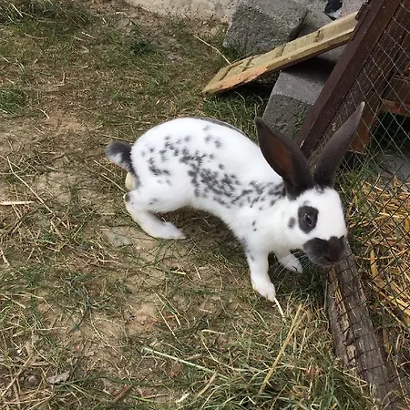 Ferienbauernhof Familie Stratmann Lägenhet Eslohe