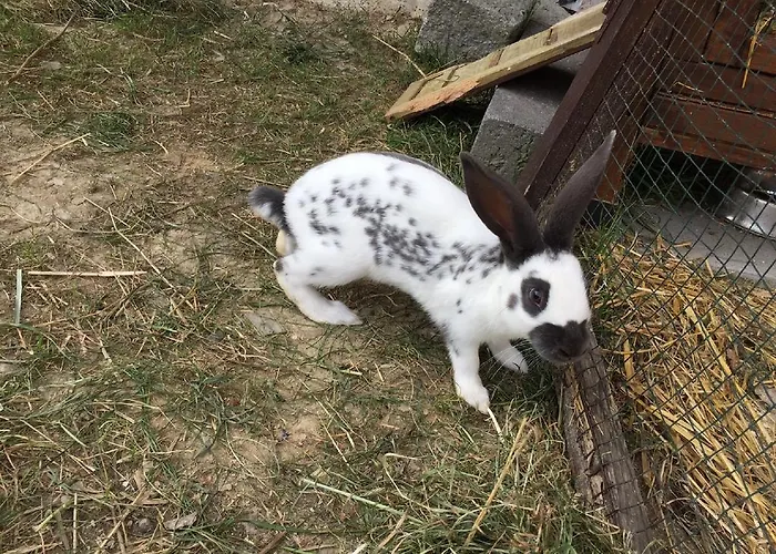 Ferienbauernhof Familie Stratmann 公寓 埃斯洛黑